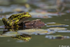 Groene kikker