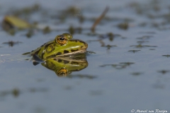 Groene kikker