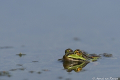 Groene kikker