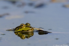 Groene kikker