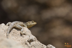 Hardoen / Stellagama Stellio ssp. Cypriaca