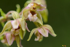 Brede wespenorchis