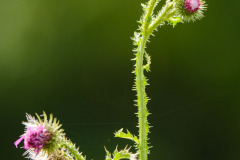 Distel