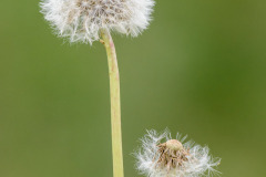 Paardenbloem